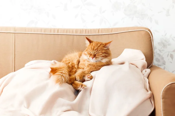 Cute ginger cat lying on a beige couch. Fluffy pet comfortably settled to sleep. Cozy home background with funny pet. — Stock Photo, Image