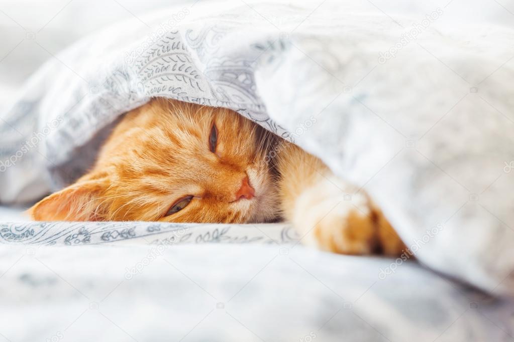 Cute ginger cat lying in bed under a Fluffy pet