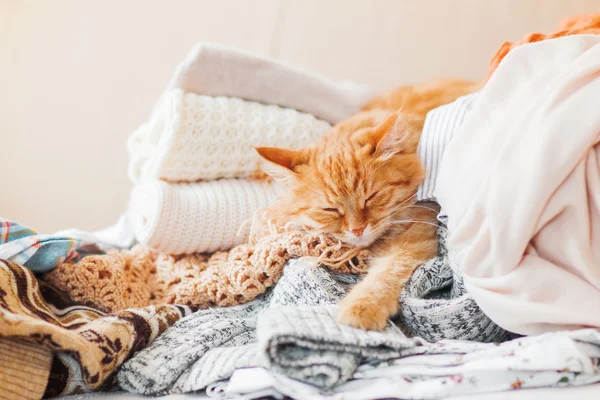 Lindo jengibre gato duerme en una pila de ropa de punto . — Foto de Stock