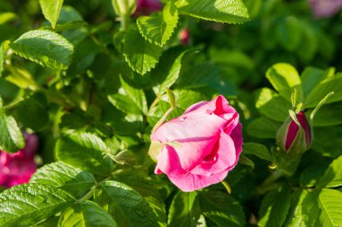 Yabani gül bush yağmur ıslak tomurcukları ile. Doğal kaynak arka plan.