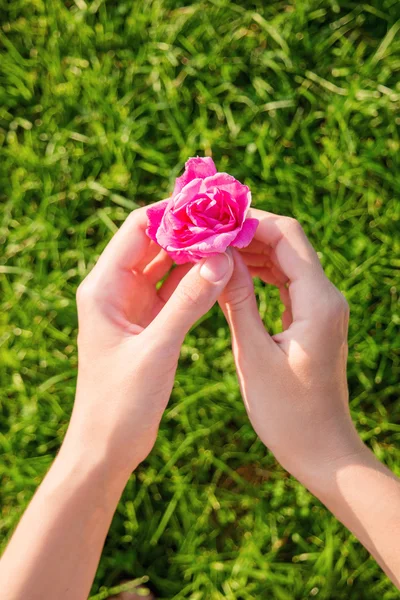 Femme tient une fleur de rose sauvage. Fleur rose vif sur fond d'herbe verte floue. Place pour le texte . — Photo