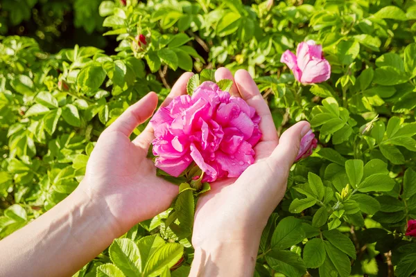 Woman holds a wild rose flower. Bright pink flower on green bush. Natural spring or summer background.