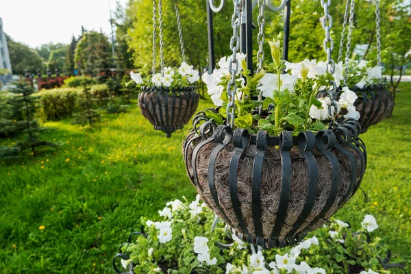 Krukväxt blommor av petunia. Gatan dekoration av växter och färgglada blommor. Moscow, Ryssland. — Stockfoto