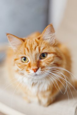 Şirin zencefil kedi sandalyede oturuyor. Kabarık pet meraklı görünüyor. Komik hayvan ile rahat ev arka plan.