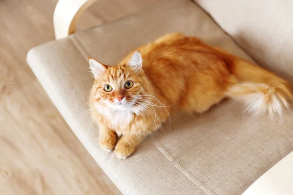 Şirin zencefil kedi sandalyenin üstüne yalan. Kabarık pet rahat uyumak için yerleşmiş. Komik hayvan ile rahat ev arka plan.