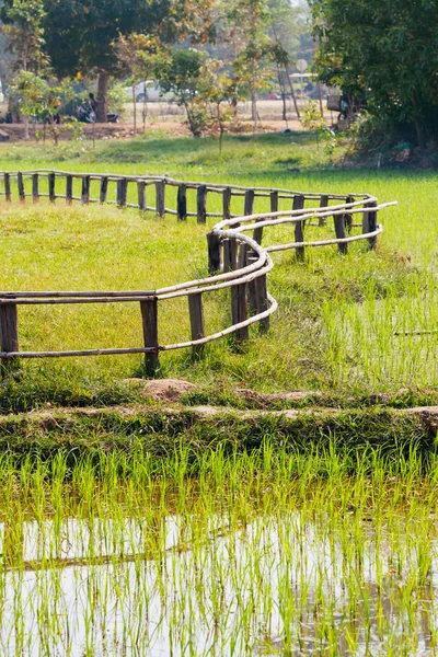 Рисові поля. Зигзаг формлений дерев'яний паркан. Камбоджа. — стокове фото