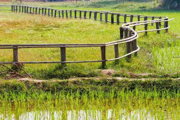 Campo de arroz. Cerca de madera en forma de Zigzag. Camboya . — Foto de Stock