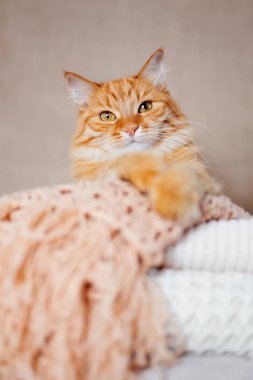 Şirin zencefil kedi örme yün elbise yığını üzerinde yatıyor. Sıcak örme kazak ve tulum yığın halinde katlanır. Rahat ev arka plan ile kabarık evde beslenen hayvan.