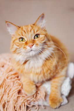 Şirin zencefil kedi örme yün elbise yığını üzerinde yatıyor. Sıcak örme kazak ve tulum yığın halinde katlanır. Rahat ev arka plan ile kabarık evde beslenen hayvan.