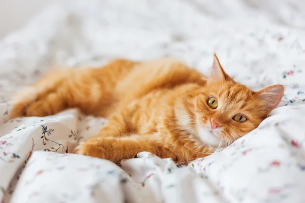 Mignon chat roux couché au lit. animal pelucheux semble curieusement. Confortable fond de maison. Place pour le texte . — Photo