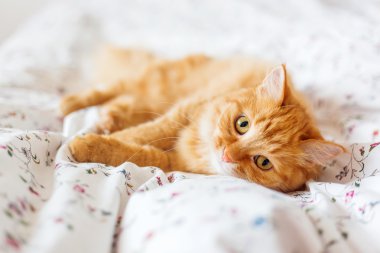 Yatakta yatarken şirin zencefil kedi. Kabarık pet merakla görünüyor.