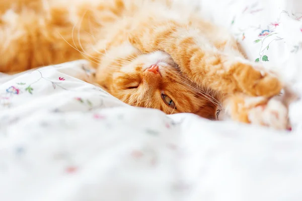 Süße Ingwerkatze im Bett liegend. Flauschiges Haustier sieht neugierig aus. — Stockfoto