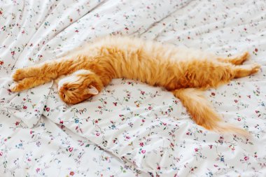 Yatakta yatarken şirin zencefil kedi. Kabarık pet merakla görünüyor. Rahat ev arka plan. Metin için yer.
