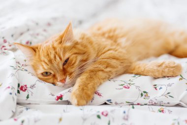 Yatakta yatarken şirin zencefil kedi. Kabarık pet uykulu görünüyor. Rahat ev arka plan. Metin için yer.