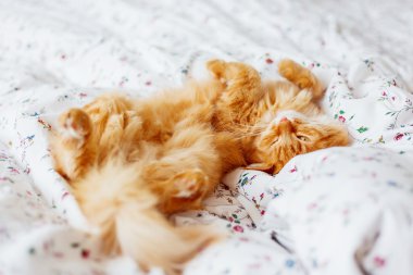 Yatakta yatarken şirin zencefil kedi. Kabarık pet merakla görünüyor. Rahat ev arka plan.