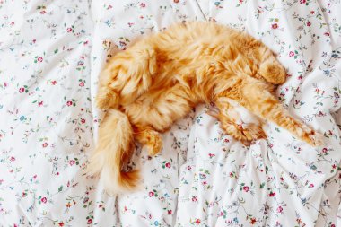 Yatakta yatarken şirin zencefil kedi. Kabarık evcil hayvan, üstten görünüm. Rahat ev arka plan.