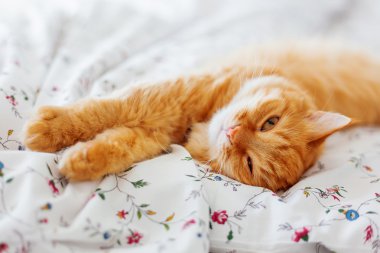 Yatakta yatarken şirin zencefil kedi. Kabarık pet merakla görünüyor. Rahat ev arka plan.