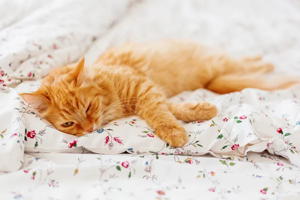 Cute ginger cat lying in bed. Fluffy pet looks sleepy. Cozy home background. Place for text. — Stock Photo, Image