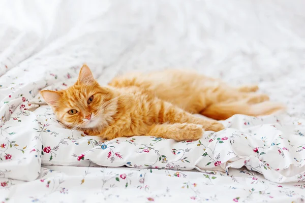 Süße Ingwerkatze im Bett liegend. flauschiges Haustier sieht schläfrig aus. gemütliche Heimat Hintergrund. Platz für Text. — Stockfoto