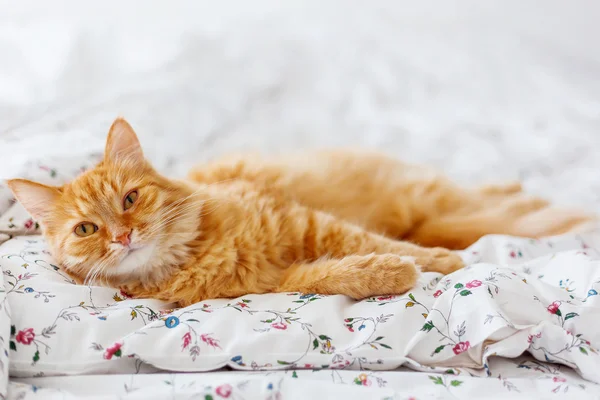 Süße Ingwerkatze im Bett liegend. flauschiges Haustier sieht neugierig aus. gemütliche Heimat Hintergrund. Platz für Text. — Stockfoto