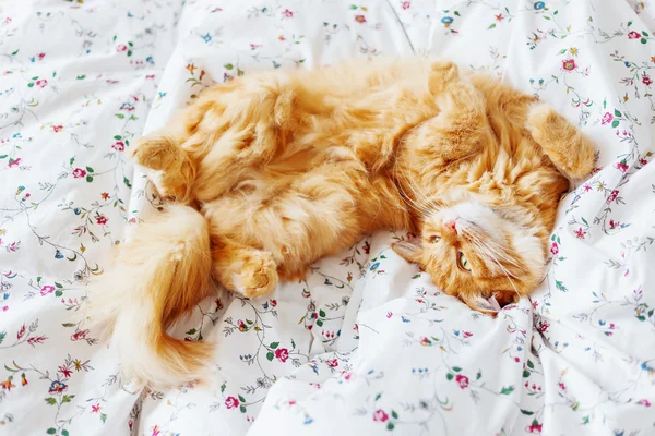 Gato de gengibre bonito deitado na cama. O animal de estimação fofo olha curiosamente. Aconchegante casa fundo . — Fotografia de Stock