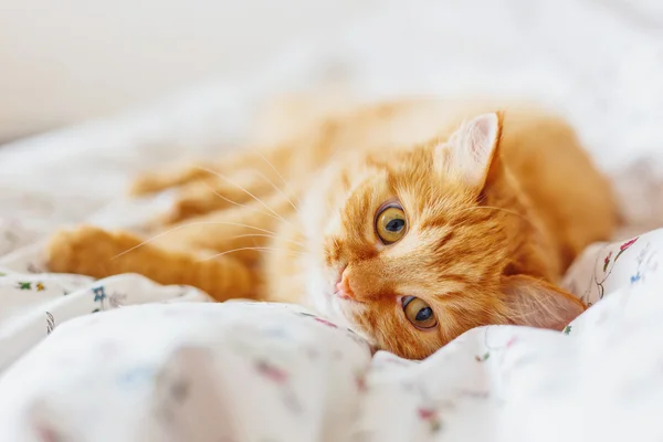 Mignon chat roux couché au lit. animal pelucheux semble somnolent. Confortable fond de maison. Place pour le texte . — Photo