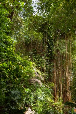 Herdem yeşil orman ormanlık güneşli bir gün. Doğal arka plan. Tayland.
