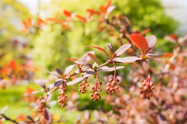 Çiçek açan Berberis ottawensis, yaprak döken ve yaprak dökmeyen çalı. 