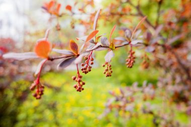 Çiçek açan Berberis ottawensis, yaprak döken ve yaprak dökmeyen çalı. 