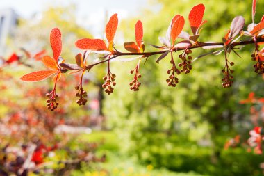 Çiçek açan Berberis ottawensis, yaprak döken ve yaprak dökmeyen çalı. 