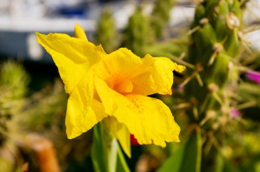 Güneş ışığı sarı iris. Gösterişli çiçekler ile doğal arka plan.