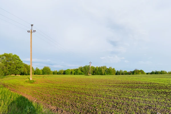 Campagne champ fond naturel. Herbe verte et ciel bleu . — Photo