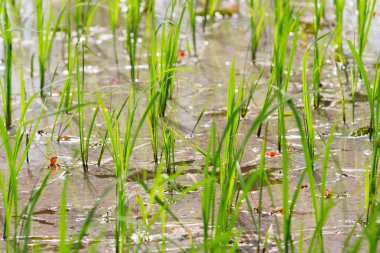 Pirinç alan. Yeşil mikroplar pirinç büyüyen fotoğrafını ekrana kapatın. Kamboçya.