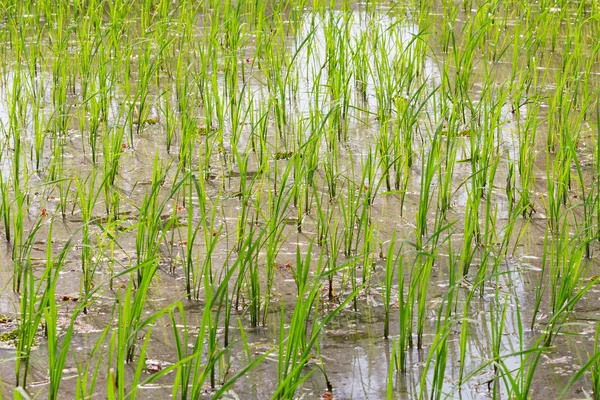 Rice field. Close up photo of green growing germs of rice. Cambodia.