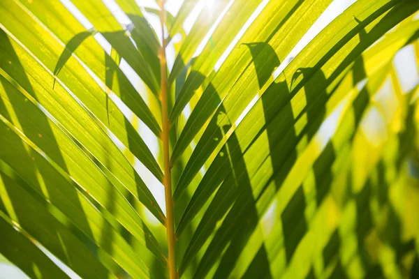 Fondo natural con hojas de palmera y reflejo solar . — Foto de Stock