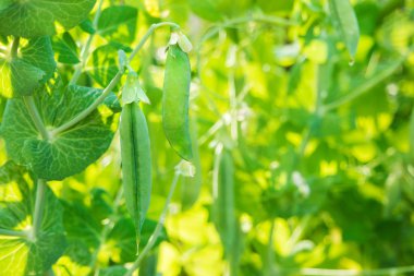 Bush güneşli günde olgun bakla ile bezelye. Doğal yaz arka plan. Metin için yer.