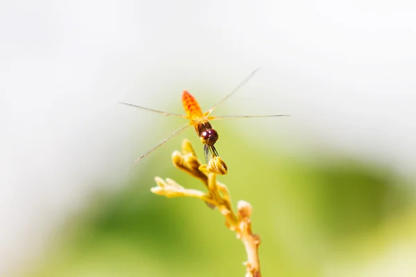 叶宏昆虫生活在热带的雨林里的蜻蜓。自然背景。柬埔寨. — 图库照片