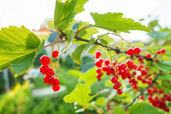 Bush of red currant with ripe berries in sunlight. Natural garden background. — Stock Photo, Image