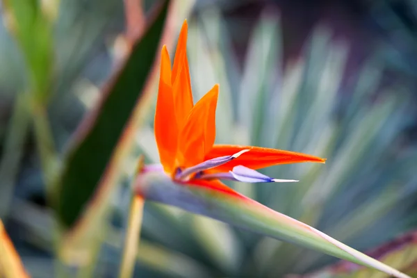 Feche a foto da Strelitzia. Fundo natural com flor colorida . — Fotografia de Stock