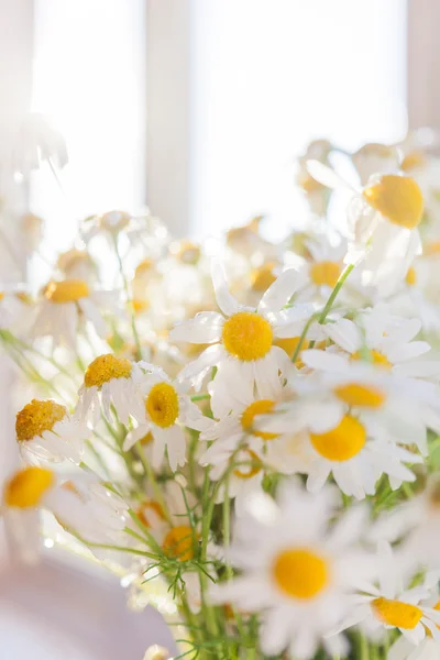 Ramo de flores de camomila a la luz del sol. Acogedora mañana de verano en casa . — Foto de Stock