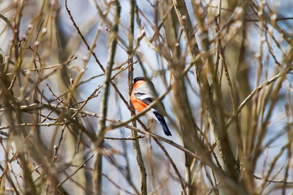 Fundo de inverno natural - ramos congelados e bullfinch. Manhã ensolarada e fria. Rússia . — Fotografia de Stock