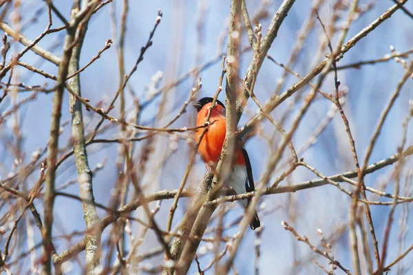 Fundo de inverno natural - ramos congelados e bullfinch. Manhã ensolarada e fria. Rússia . — Fotografia de Stock