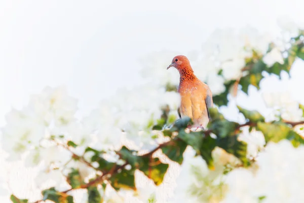 Lachen duif (Streptopelia senegalensis) in de badplaats Hurghada, Egypte. De achtergrond van de natuur met vogel en bloemen. Plaats voor tekst. — Stockfoto