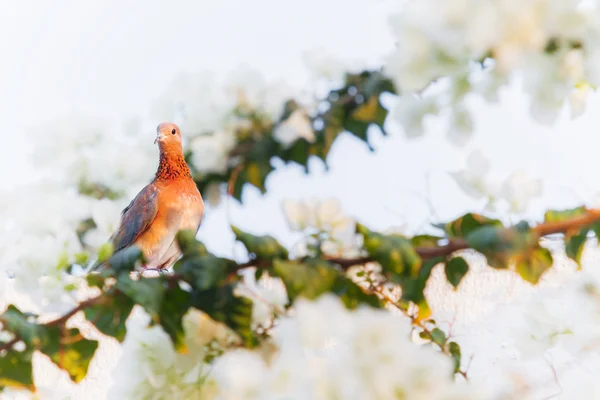 Lachen duif (Streptopelia senegalensis) in de badplaats Hurghada, Egypte. De achtergrond van de natuur met vogel en bloemen. Plaats voor tekst. — Stockfoto