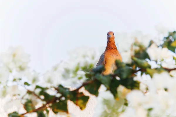 Lachen duif (Streptopelia senegalensis) in de badplaats Hurghada, Egypte. De achtergrond van de natuur met vogel en bloemen. Plaats voor tekst. — Stockfoto