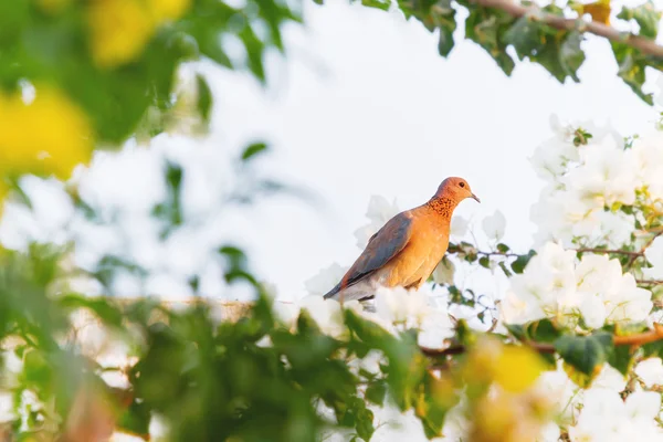 Tourterelle rieuse (Streptopelia senegalensis) dans la station balnéaire de Hurgada, en Égypte. Fond naturel avec oiseau et fleurs. Place pour le texte . — Photo