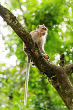 Maymun ağaçta oturuyor. Maymun orman Ubud, Bali, Endonezya.
