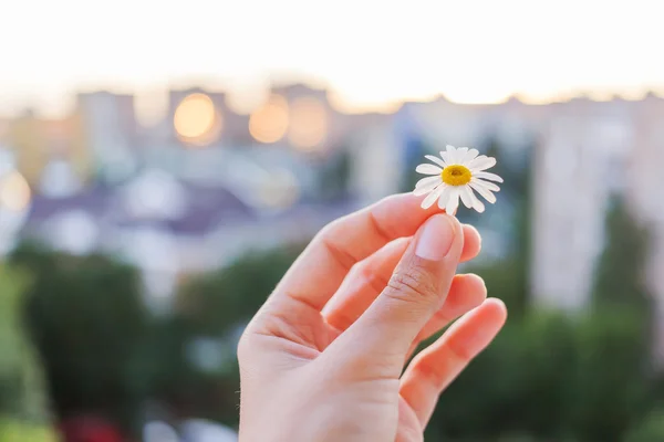 Concept photo de fleur de camomille dans la main des femmes sur fond de paysage urbain. La nature en ville. Coucher de soleil d'été . — Photo