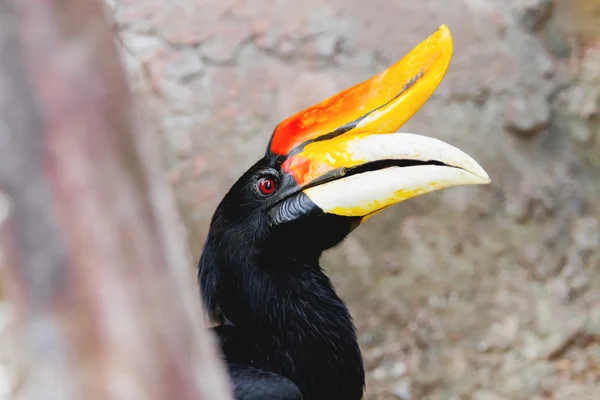 Hornbill pied Oriental (Anthracoceros albirostris), burung besar yang tinggal di kanopi. Thailand . — Stok Foto
