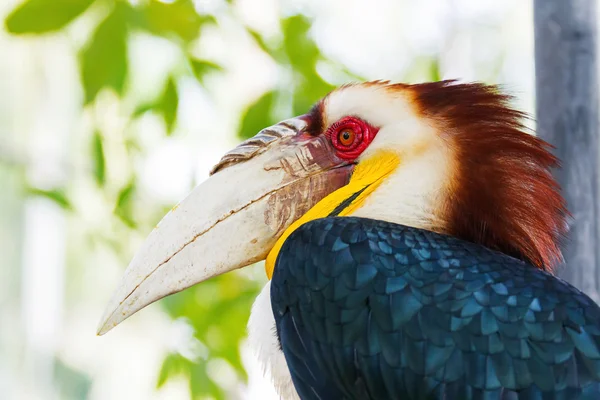 Halilo hornbill (Rhyticeros undulatus) nebo bar-pouched ozdobil hornbill. Thajsko. — Stock fotografie